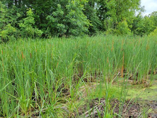 Wetland