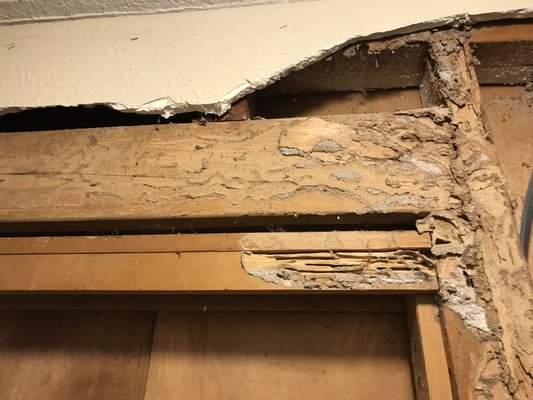 Termite damage