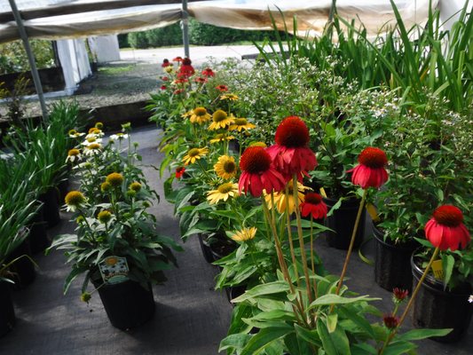 We carry a wide variety of perennials and grasses