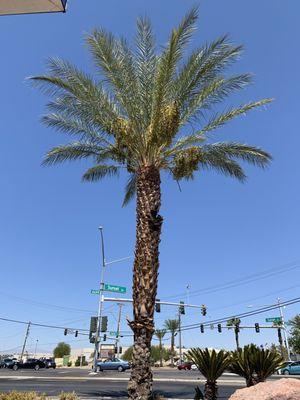 September 12, 2019; Rebel Oil - Sunset at Mountain Vista St, Henderson NV