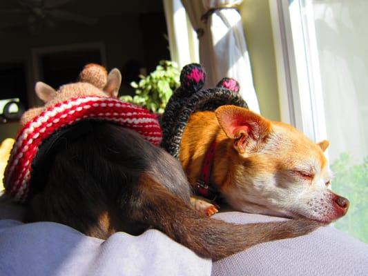 Nap time during an overnight stay with Salty Dog