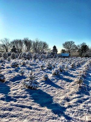 Beautiful snow covered trees.