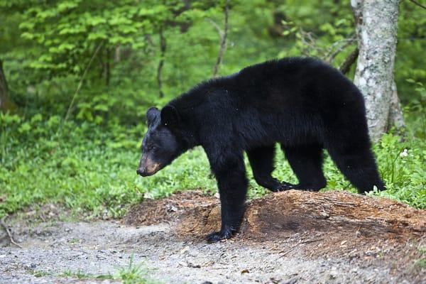 Bear in the Smoky Mountains near Pigeon Forge