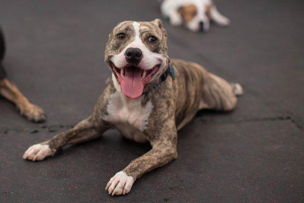 This is what a happy dog at daycare looks like!