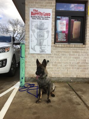 My doggie waiting patiently for daddy to get his food!