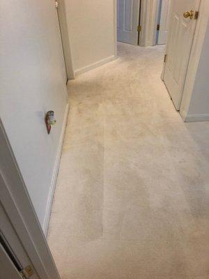 Carpet Cleaning Waldorf