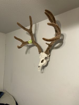 Trophy House Taxidermy