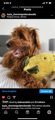 Layla loves this lemon  plushie with soft tone squeakers we got from @WetNoseInc in Geneva!