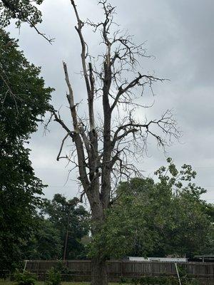 Lex Matthews Tree Service