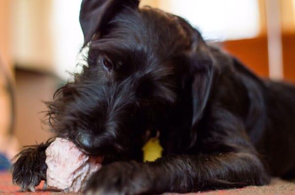 My pup loves the raw marrow bones and any other treats he can get from this shop!