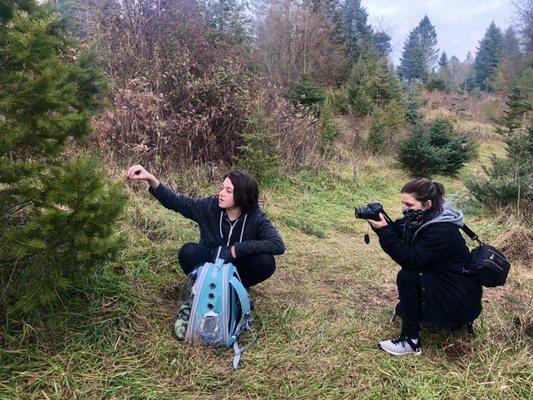 Tree inspections