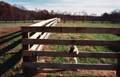 Best Fencing