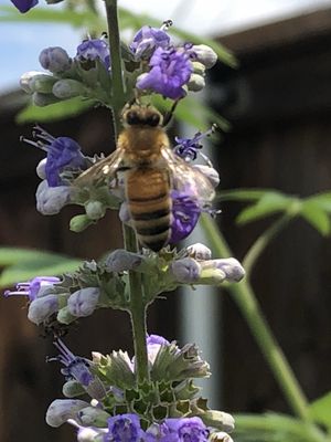 Texaspurple vitex or chaste tree are excellent food sources for our removed bees. Here is a lady hard at work.