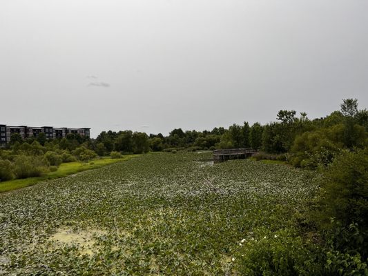 View from bridge