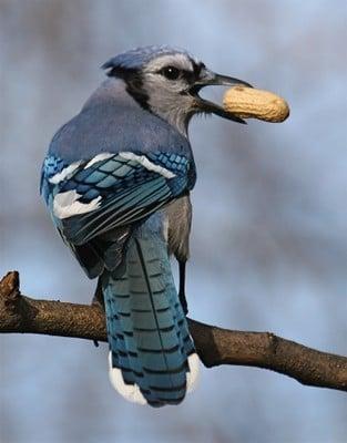 Blue Jays love Peanuts in the shell!