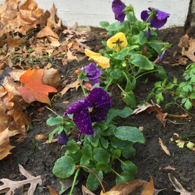 pretty winter pansies