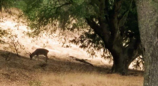 Deer. A common sight up in the hills