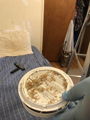 Bedbugs : Fire detector was filled with dead casings .. we look everywhere for activity