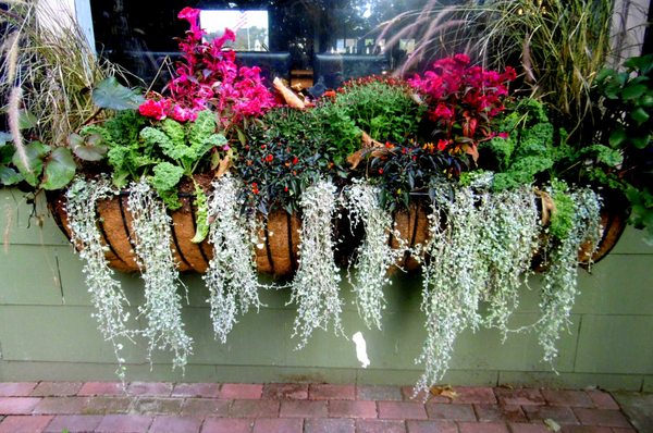 Beautiful window box