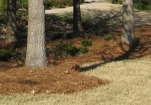 Pine Straw and Mulch