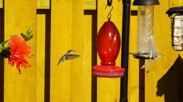 #Hummingbirds #LoveFl