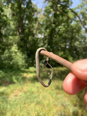 A little dead snake found while walking through Cat Rock. Lots of interesting critters if you look out for them.