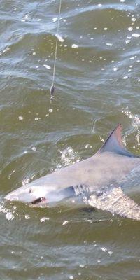 Bull shark