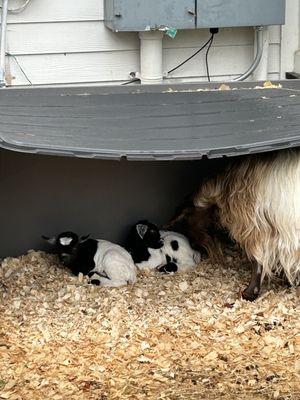 Twins born on Mother's Day '24.