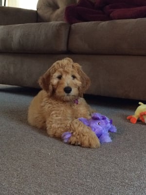 Lucy playing with a toy.