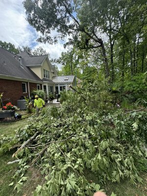 Southern Scapes Tree Experts