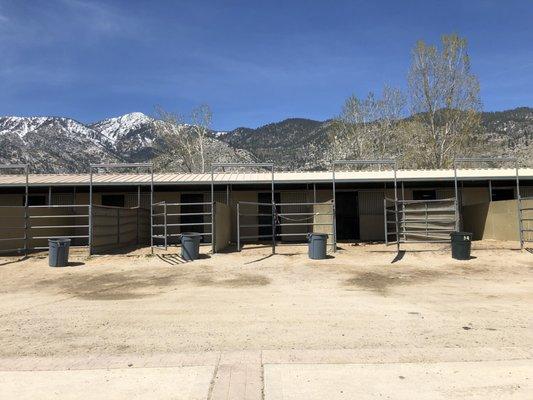 Maddi's Friesian Ranch