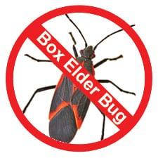 Box Elder Bug Control