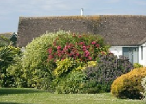 Shrubs can grow very large, make sure your Landscape design is right for you home and likes