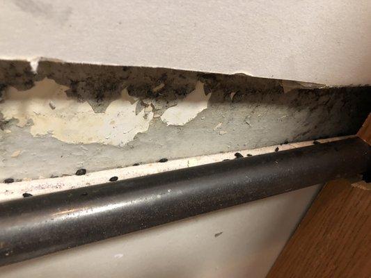 Rodent droppings behind stove