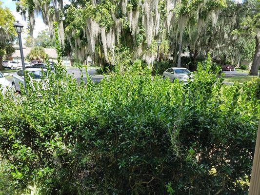 Bushes in the front of my apartment at Arium Deerwood in Jax. Fla. Told the front office and corporate. Still no one has done anything.