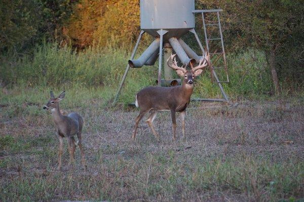 One of our bucks here on the ranch at Austin Trophy Whitetails.