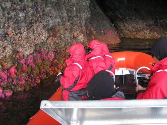 Looking at the colorful marine life found on the walls of a sea cave.