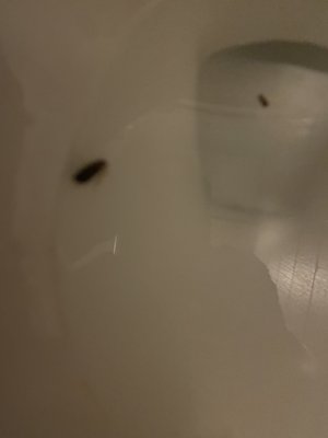 Roach w egg sac removes and squished