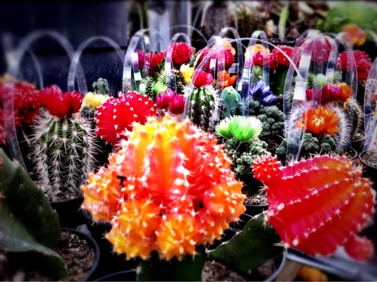 In the greenhouse.