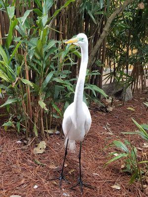 This guy was huge.  He tried to eat my food