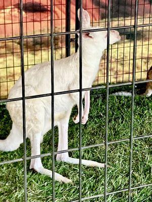 An albino kangaroo