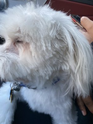 Choppy hair on a Maltese.