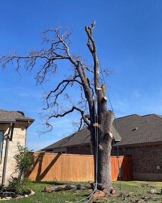 Georgetown Tree Service and Landscaping