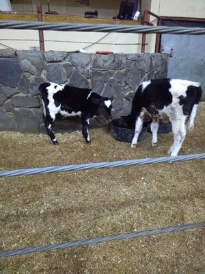 Calves and feeders are sold every Monday, Wednesday and Friday.