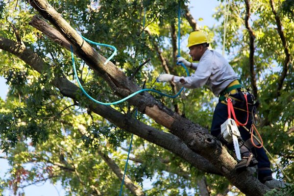 AARON  TREE SERVICES