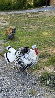 Chickens, turkeys, ducks and more.