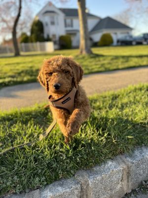 Furrylicious LLC - Puppies For Sale