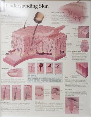 a skin poster because they are dermatology