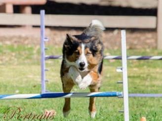 Max a Border Collie Mix