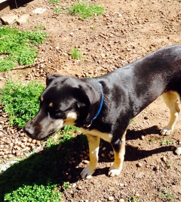 Starr Baby is a Lab Retreiver Mix 18mo old